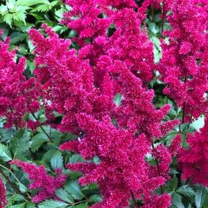 Meet your Posher, Denise